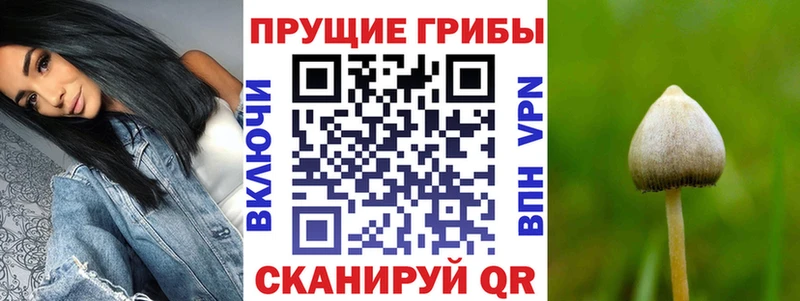 Галлюциногенные грибы Psilocybine cubensis  цена   Родники 
